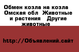 Обмен козла на козла - Омская обл. Животные и растения » Другие животные   